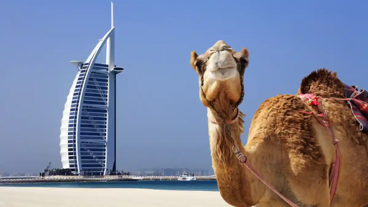 dubai camel burj al arab