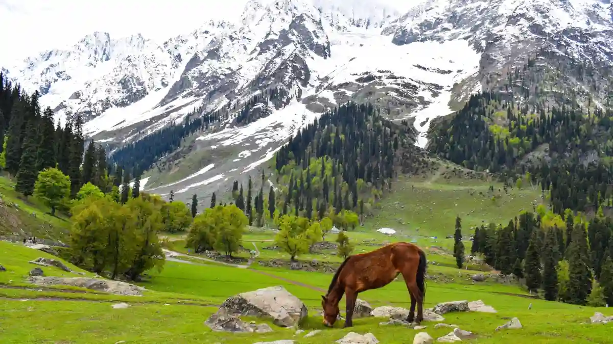 Thajiwas Glacier Sonmarg