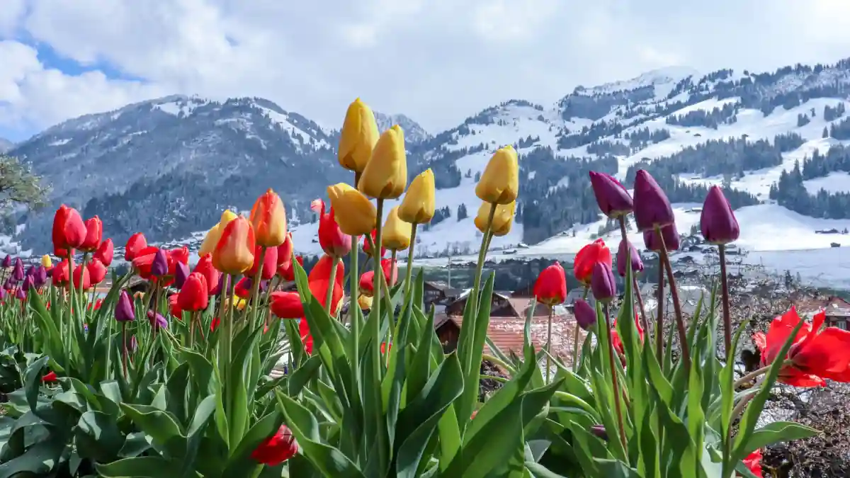 Kashmir Garden