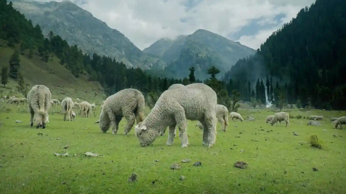 Pahalgam Mountains
