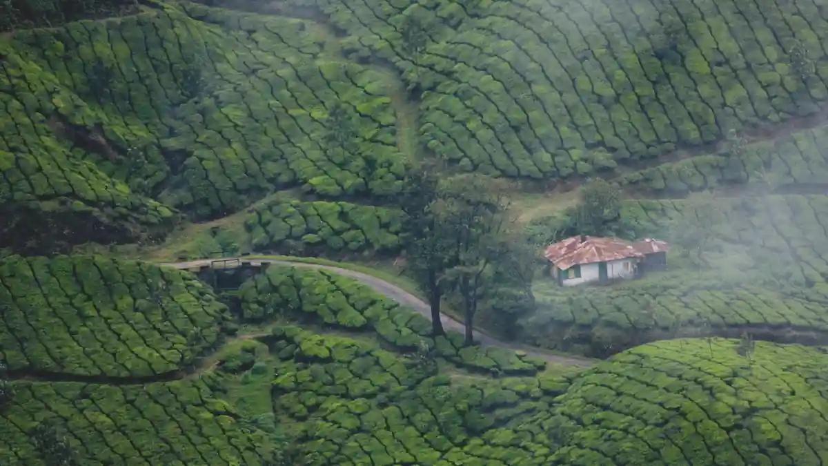 Fields in Kerala