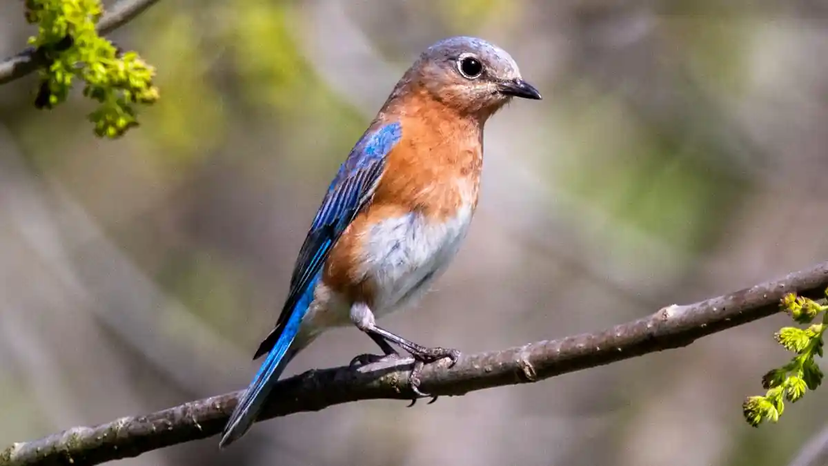 Jim Corbett Bird