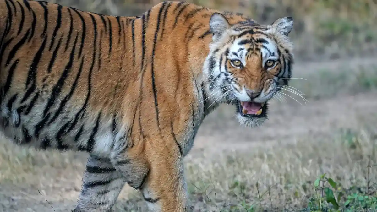 Tiger in Jim Corbett